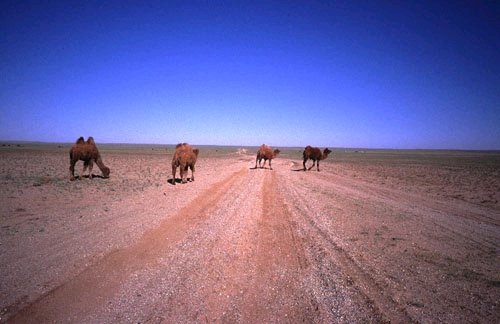 Camels